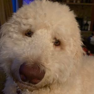 Meet your Posher, Tracy